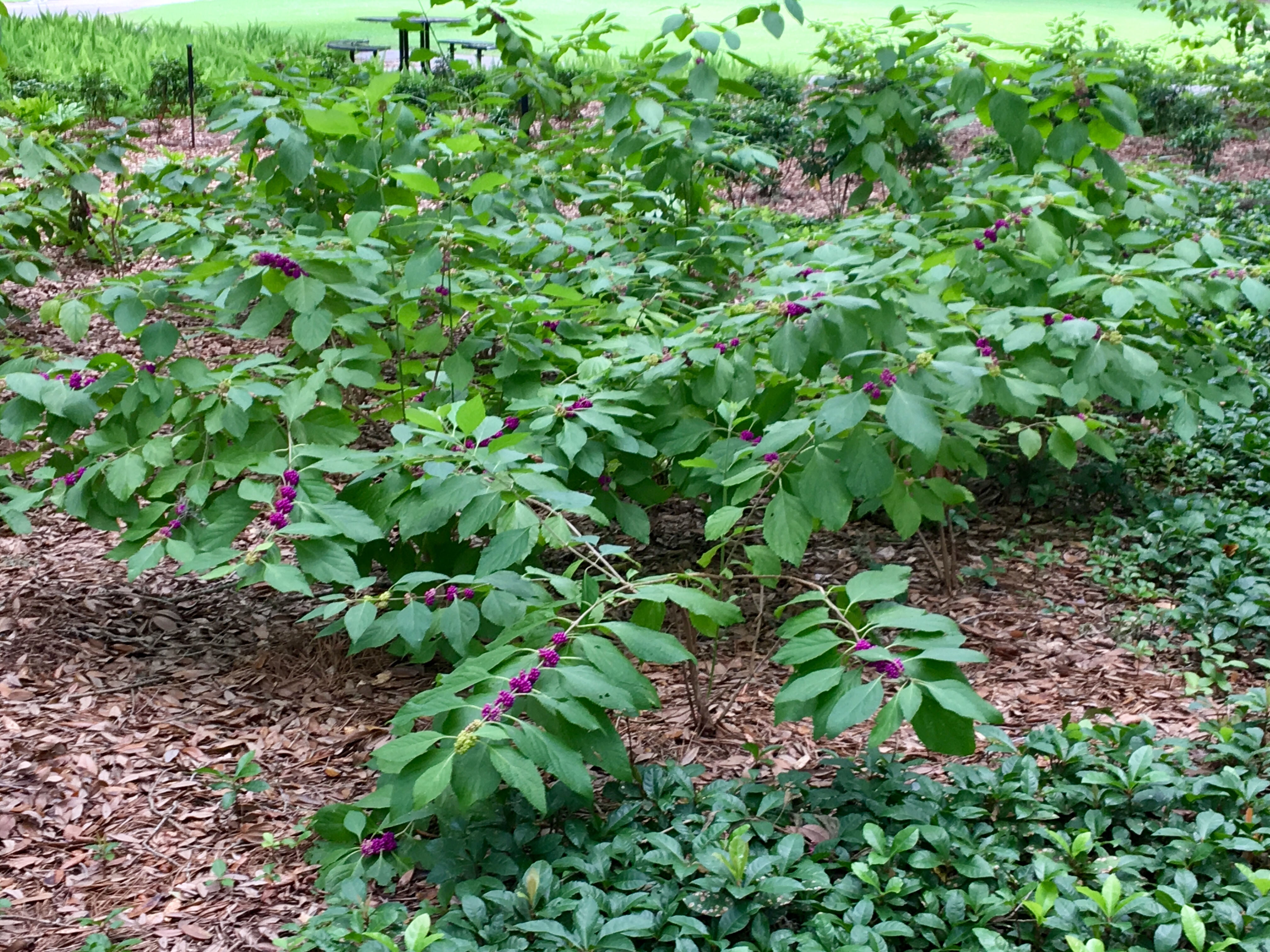 Fall 2020 Super Plants are Louisiana natives 